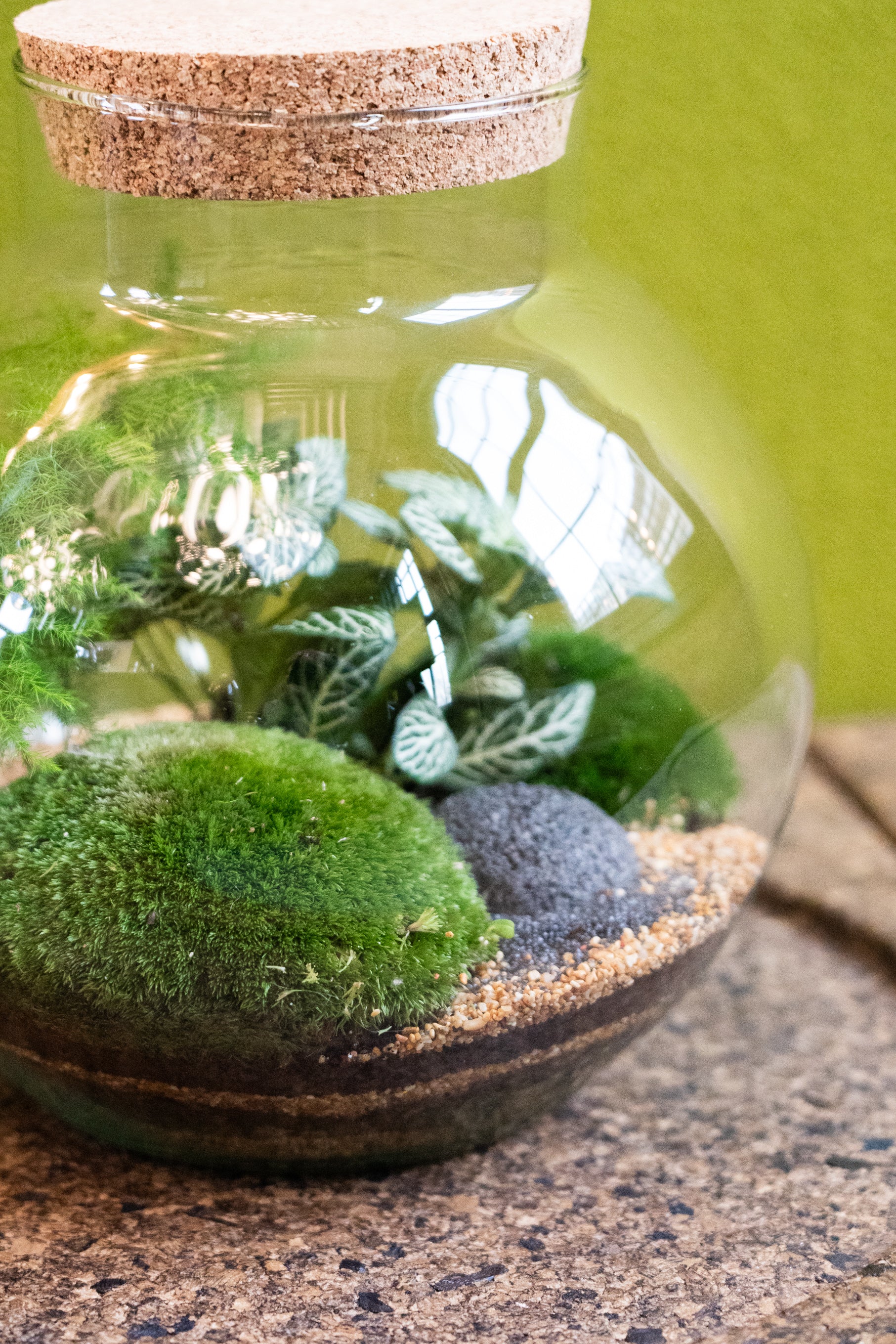 Bowl Jar Terrarium