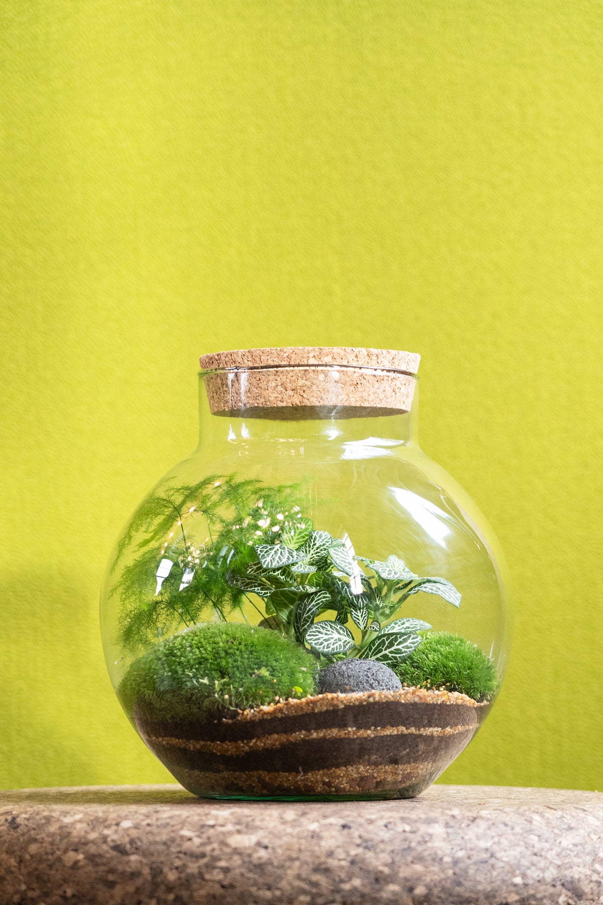 Bowl Jar Terrarium