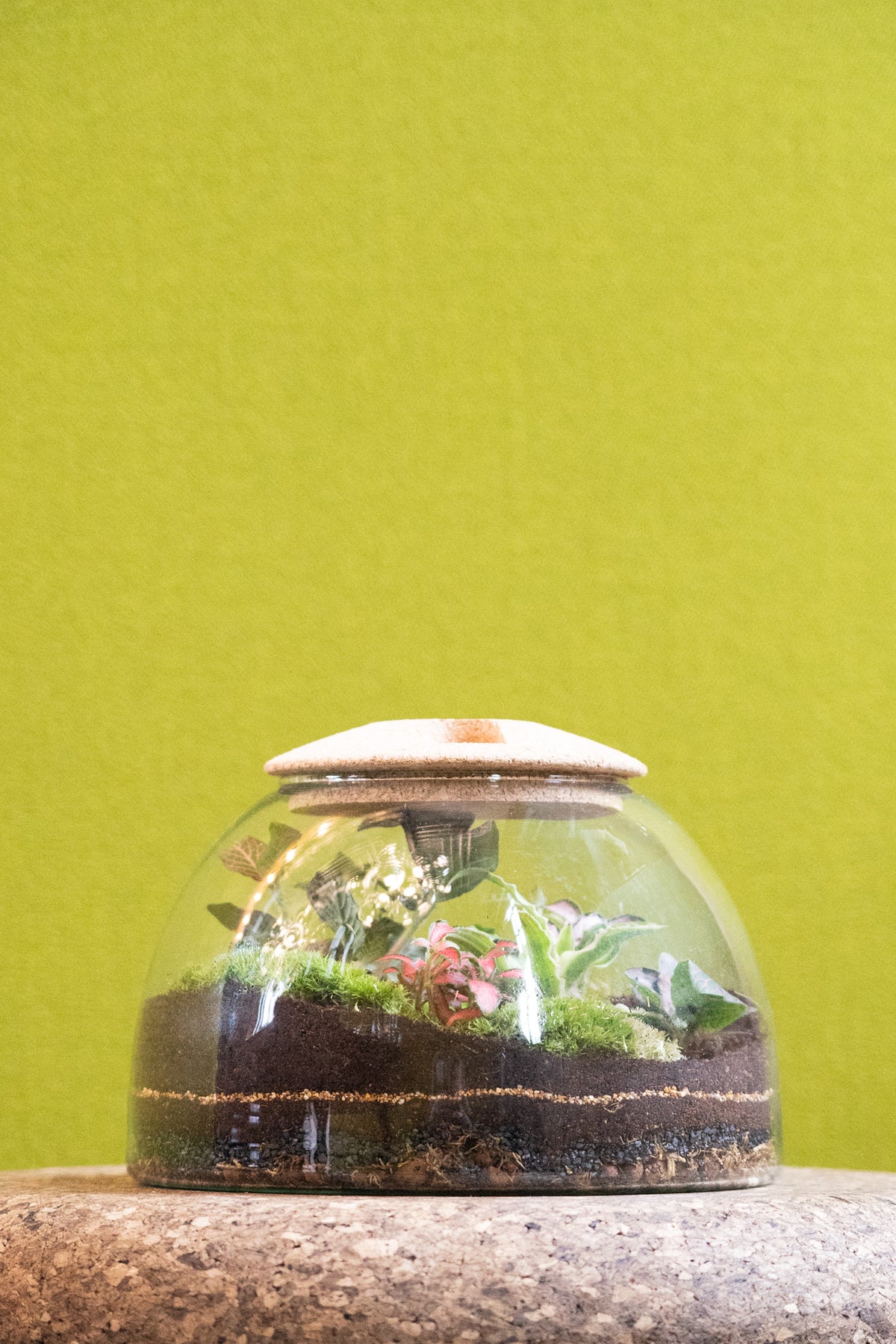 Eden Dome Terrarium 16.5cm