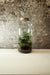 Tall Cork Jar Terrarium 50x23cm FR31