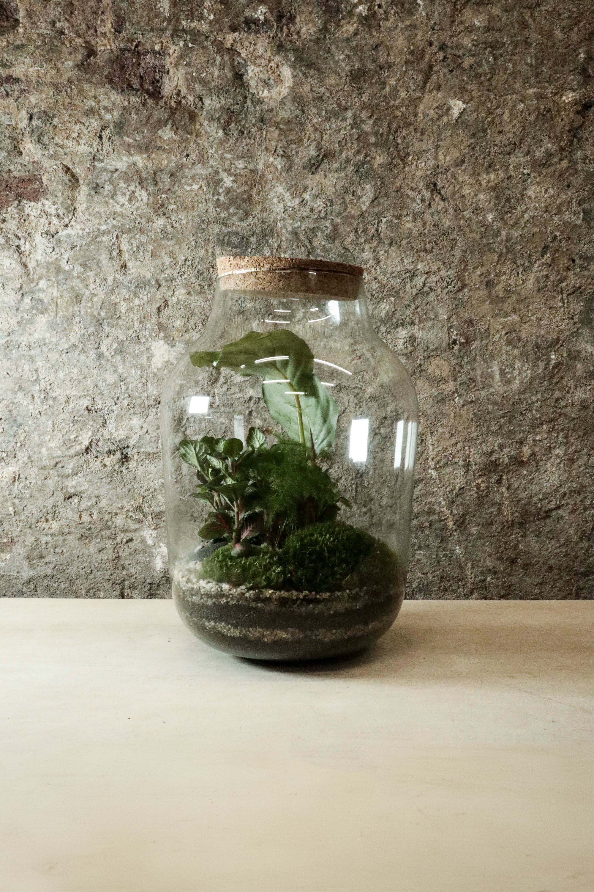 Contemporary Jar Terrarium 40x27cm FR32