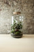 Tall Cork Jar Terrarium 40x23cm FR30