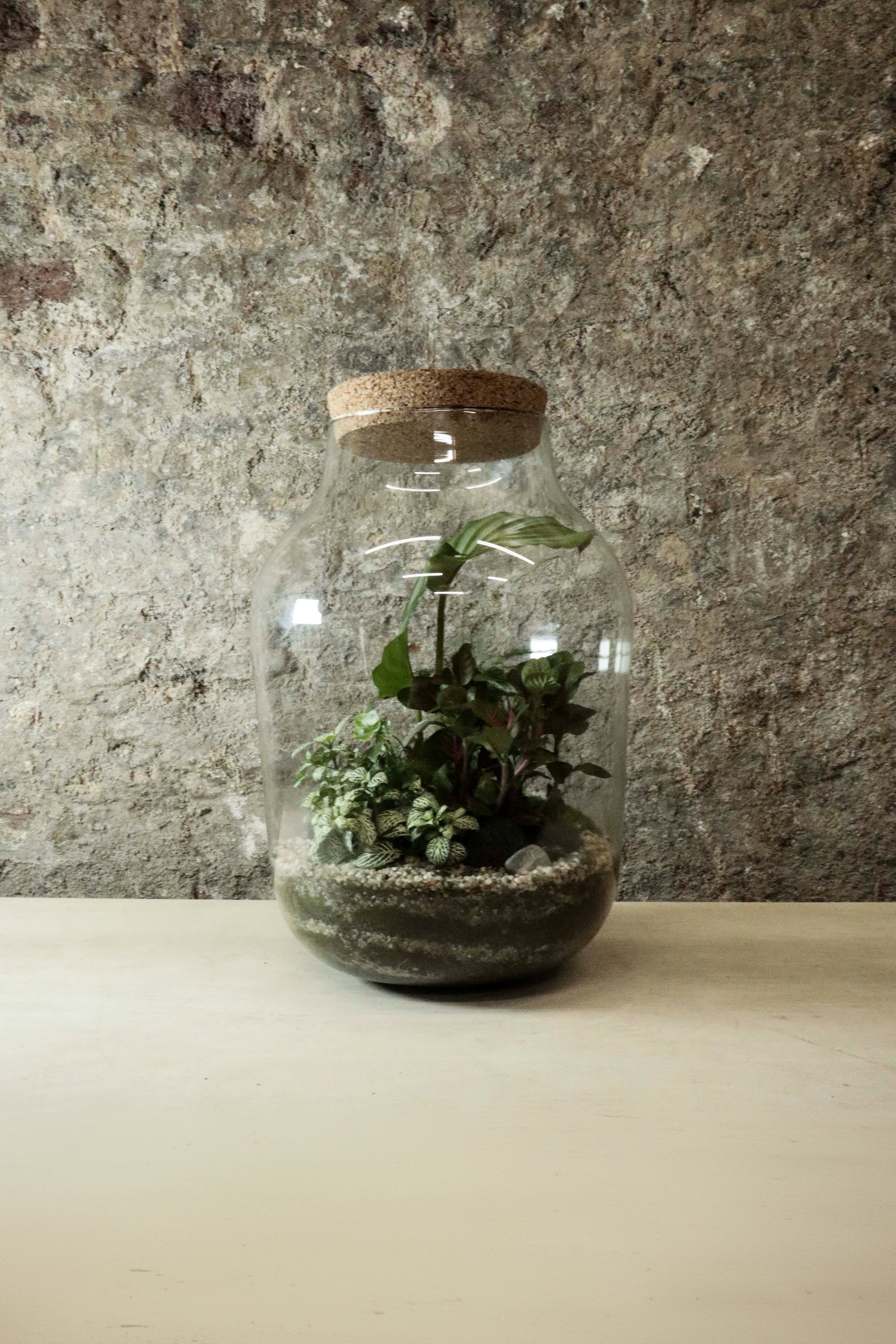 Contemporary Jar Terrarium 40x27cm FR32