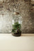 Tall Cork Jar Terrarium 50x23cm FR31