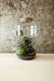 Tall Cork Jar Terrarium 40x23cm FR30