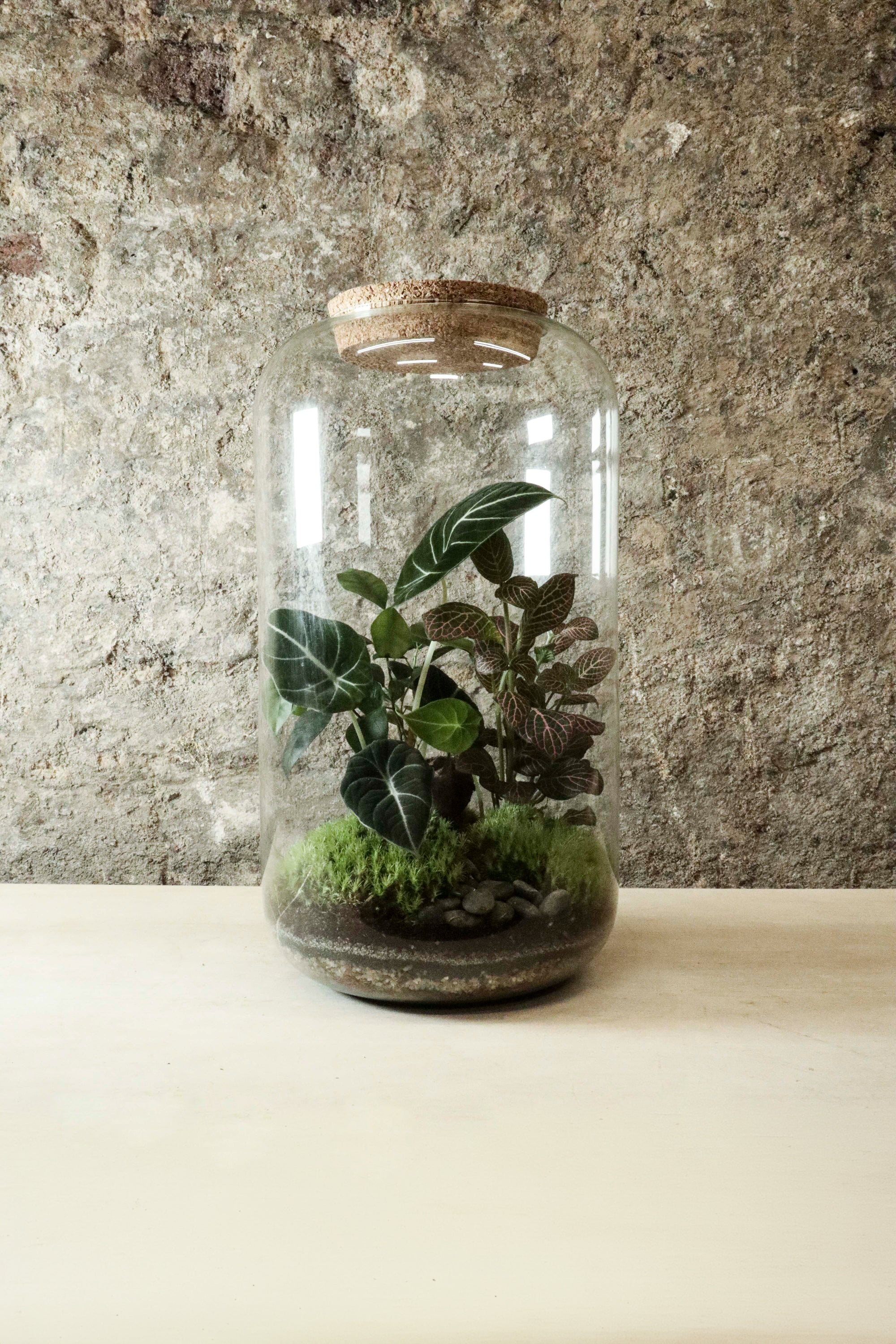 Tall Cork Jar Terrarium 40x23cm FR30