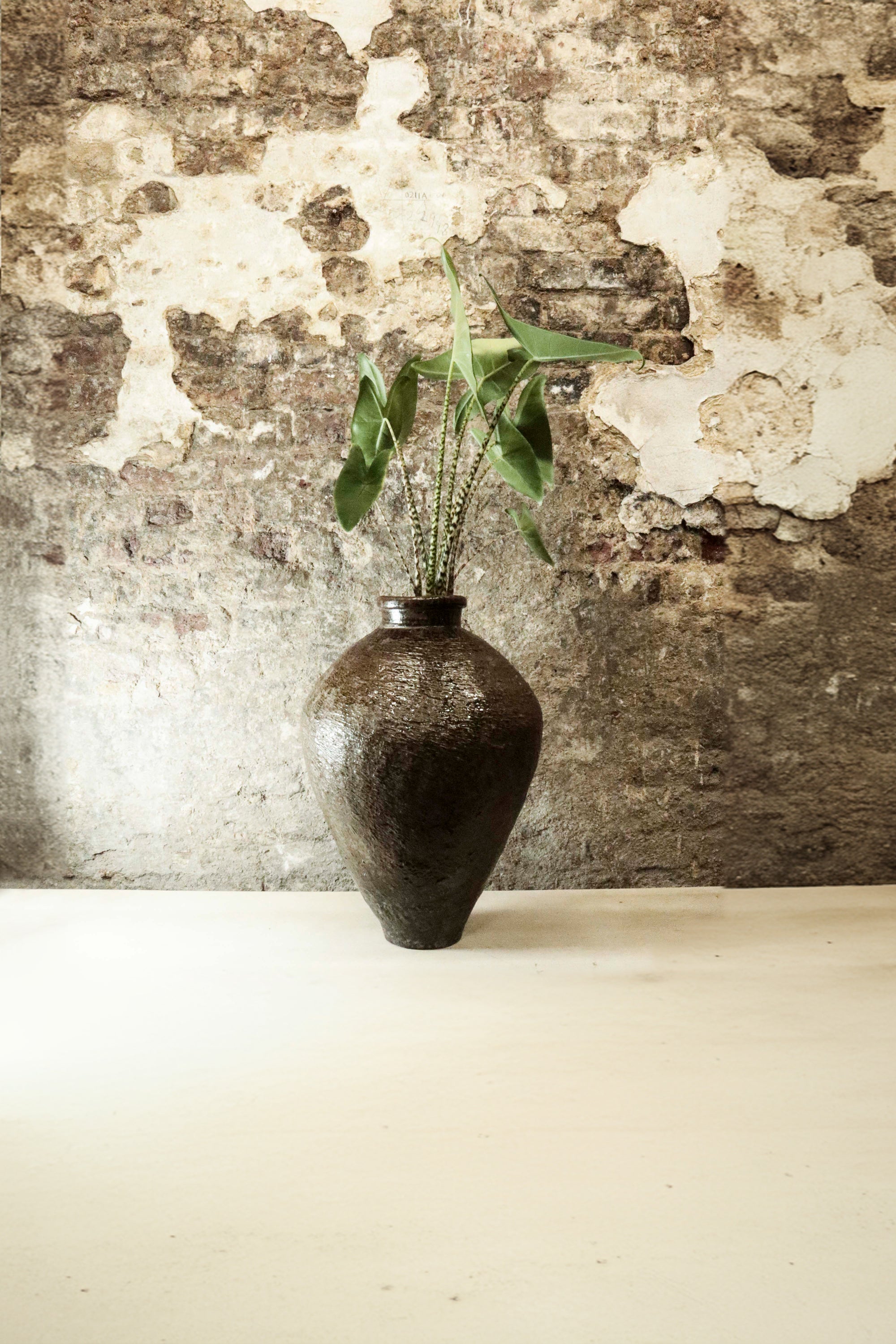 Vintage brown glazed pot planted with Alocasia Zebrina FR38