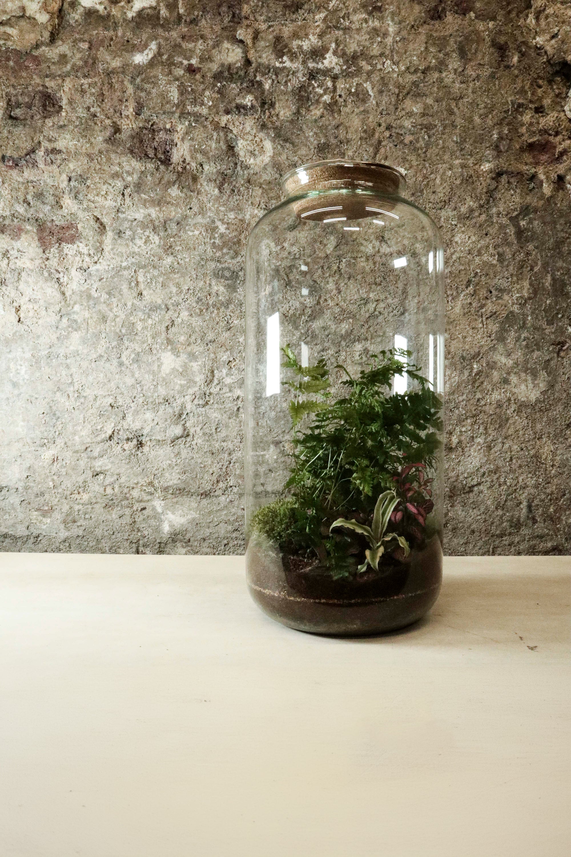 Tall Cork Jar Terrarium 50x23cm FR31