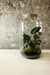 Tall Cork Jar Terrarium 40x23cm FR30