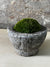 Antique Stone Mortar with Moss FR4