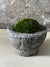 Antique Stone Mortar with Moss FR5