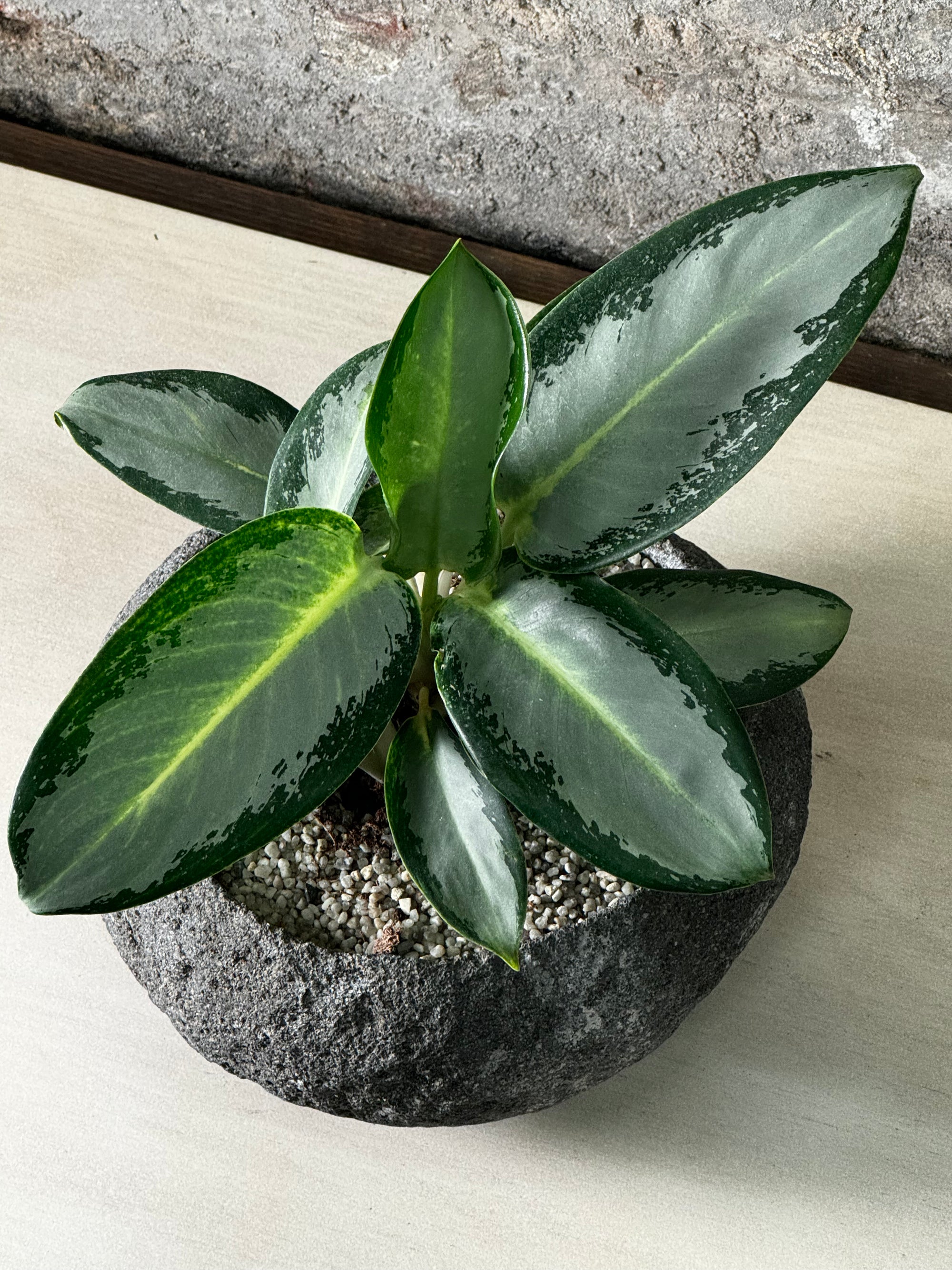 Indo Riverstone planted with Aglaonema FR5