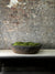 Vintage Wooden Bowl with moss FR6