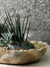 Premium Rough Edge Onyx Succulent Garden FR10