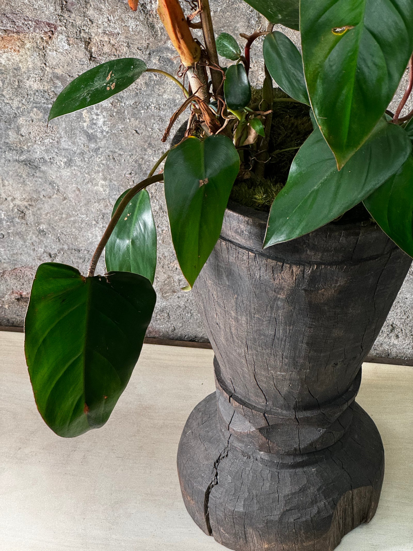 Vintage Grain Stomper planted with trailing Philodendron Admiral FR14