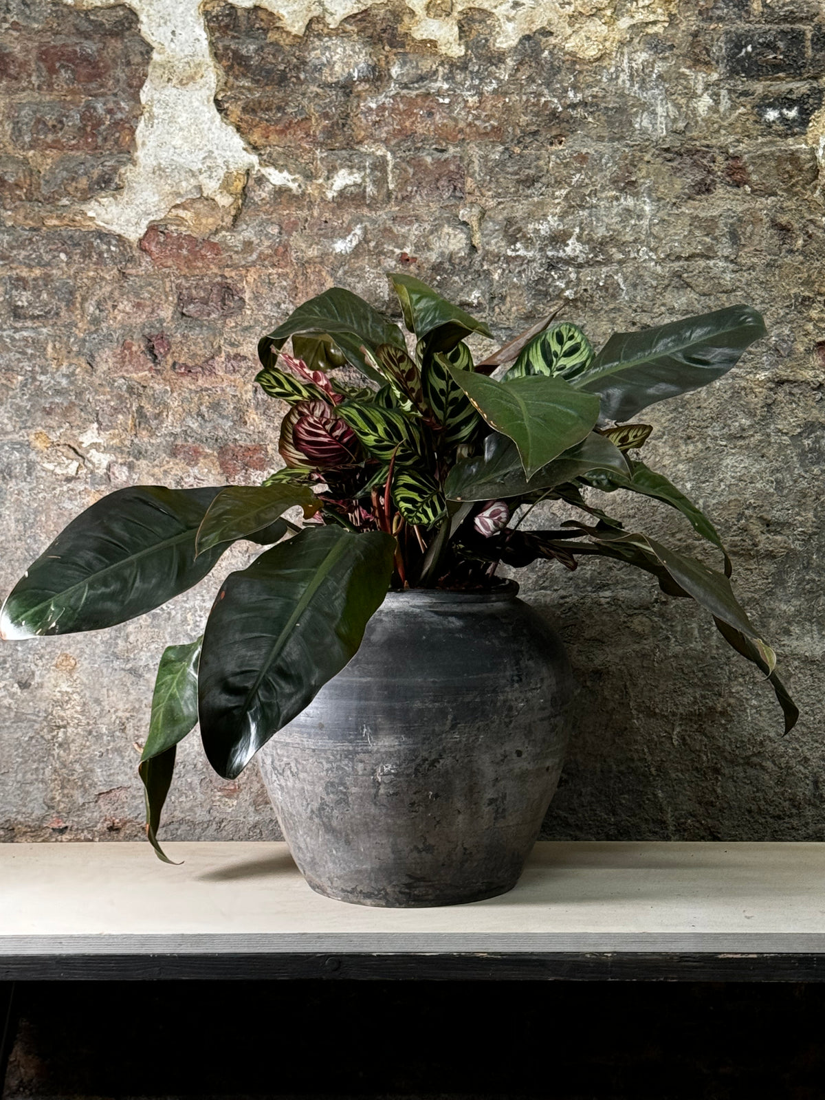 Vintage Dark Pot with Ears planted with Calathea Maroka &amp; Philodendron Red Admiral FR18