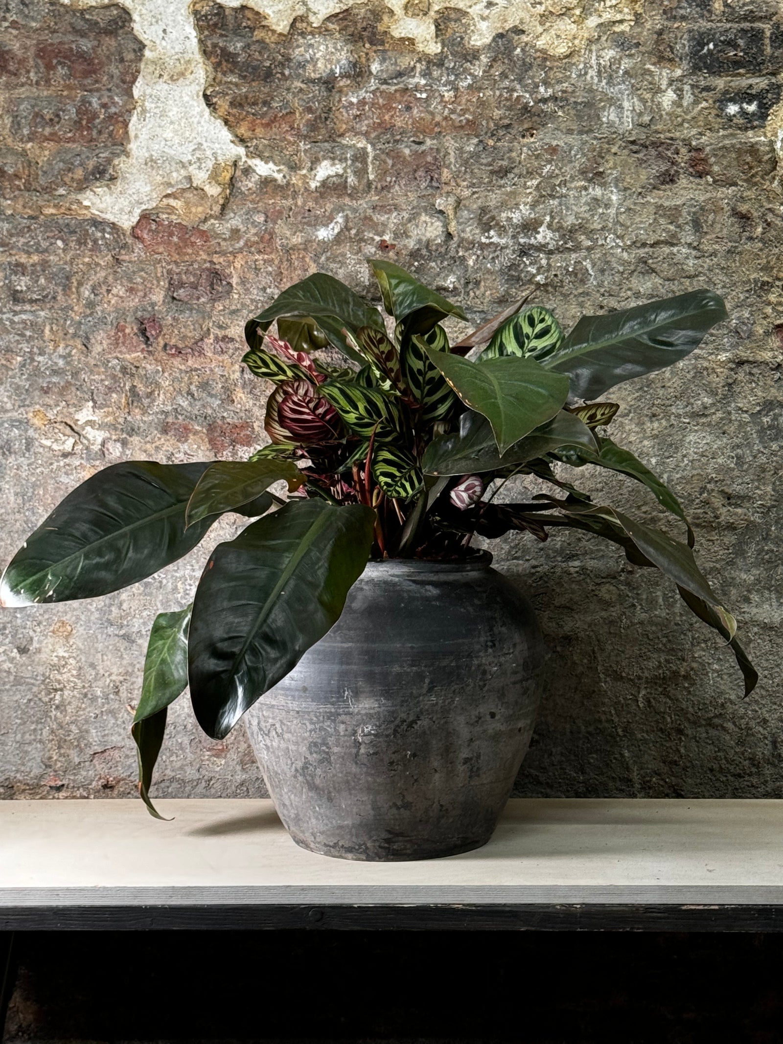 Vintage Dark Pot with Ears planted with Calathea Maroka & Philodendron Red Admiral FR18