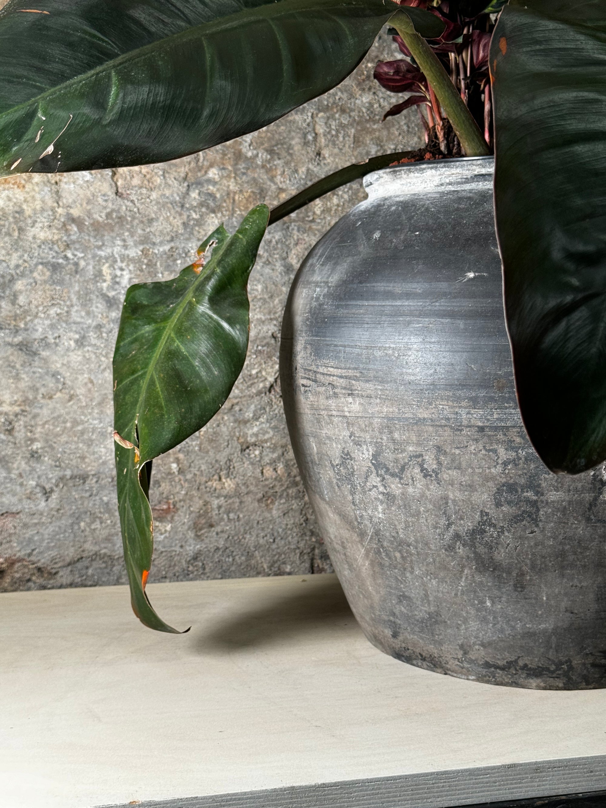 Vintage Dark Pot with Ears planted with Calathea Maroka & Philodendron Red Admiral FR18