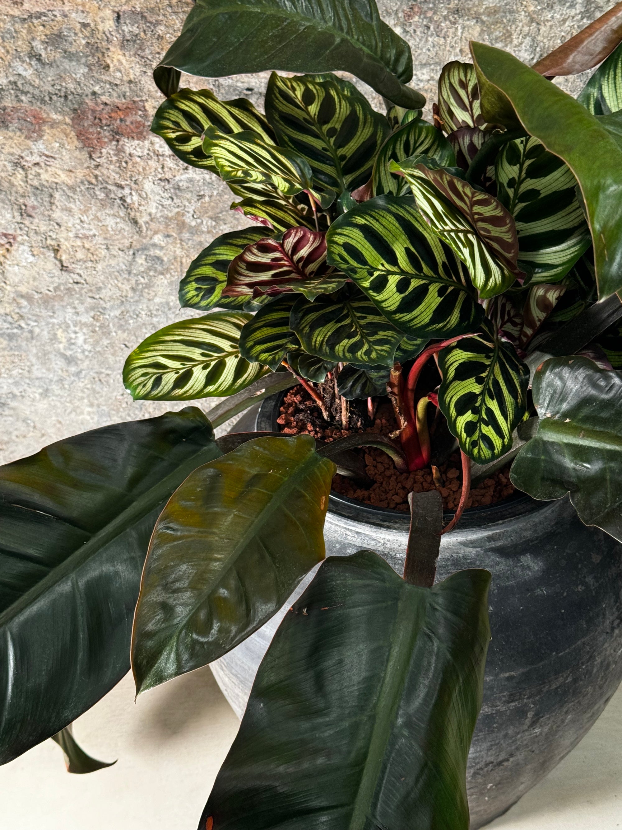 Vintage Dark Pot with Ears planted with Calathea Maroka & Philodendron Red Admiral FR18