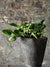 Vintage Grain Stomper planted with pothos summer FR22