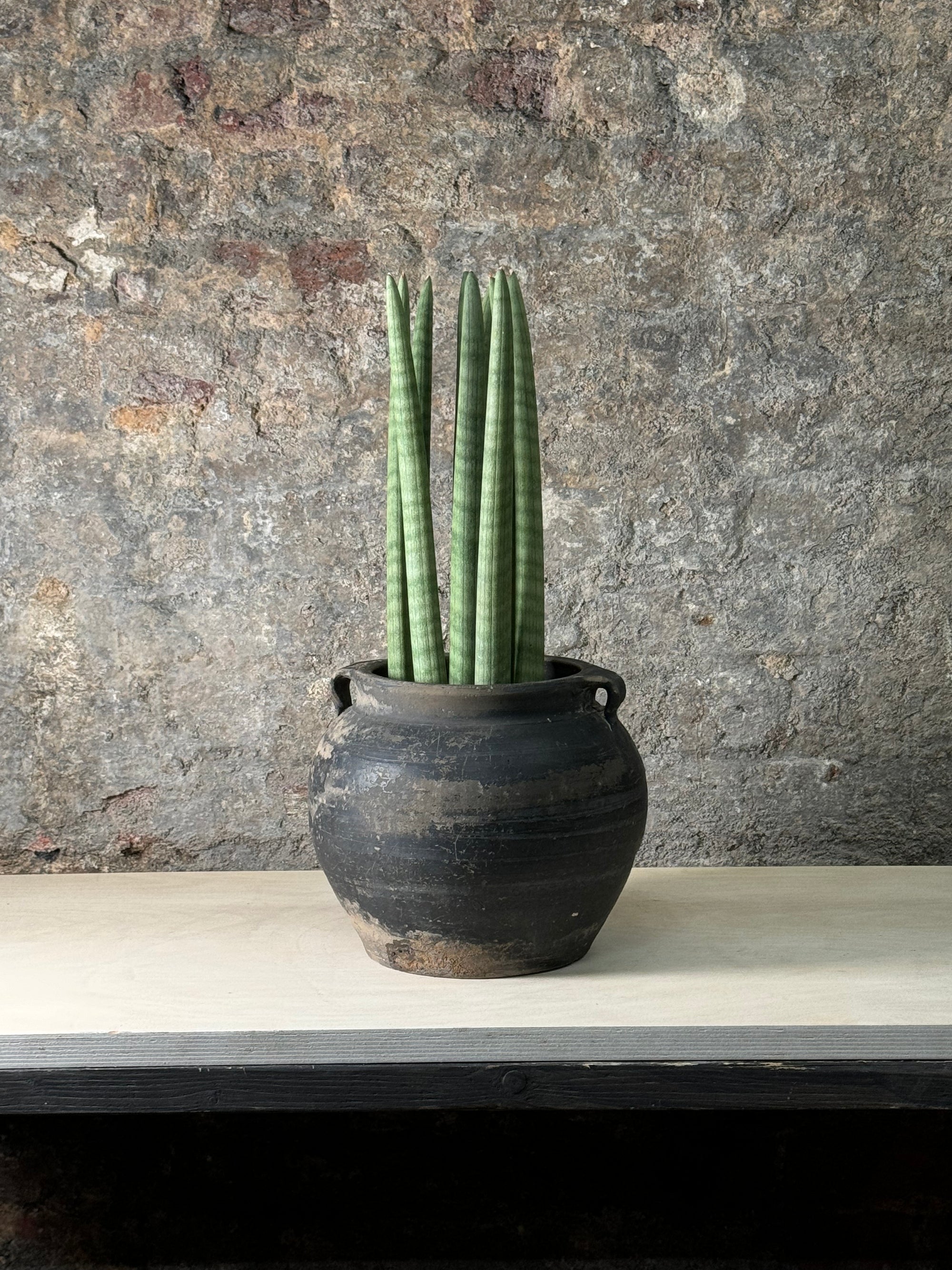 Vintage Dark Pot with Ears planted with Cylinder Sansevieria FR23