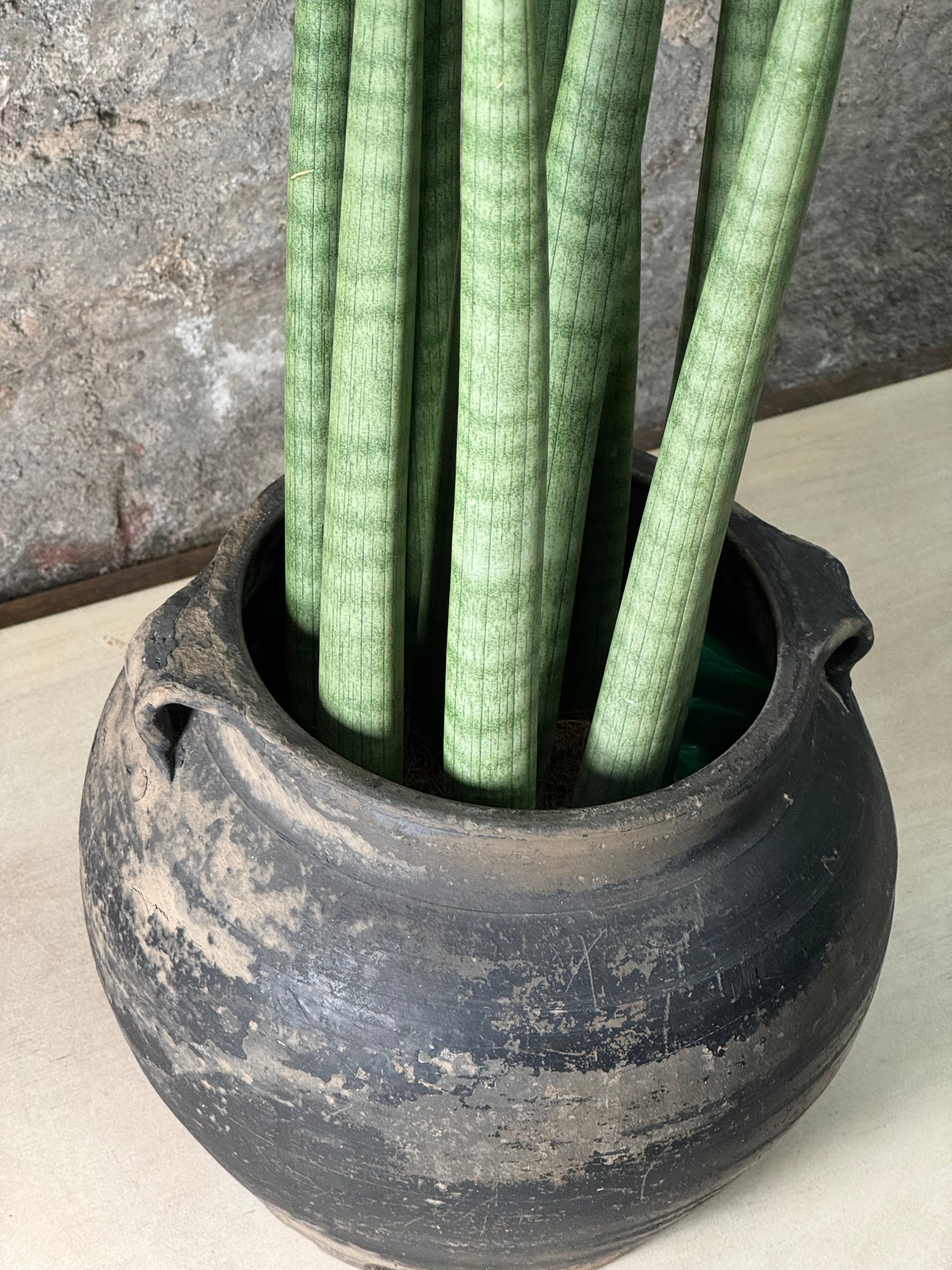 Vintage Dark Pot with Ears planted with Cylinder Sansevieria FR23