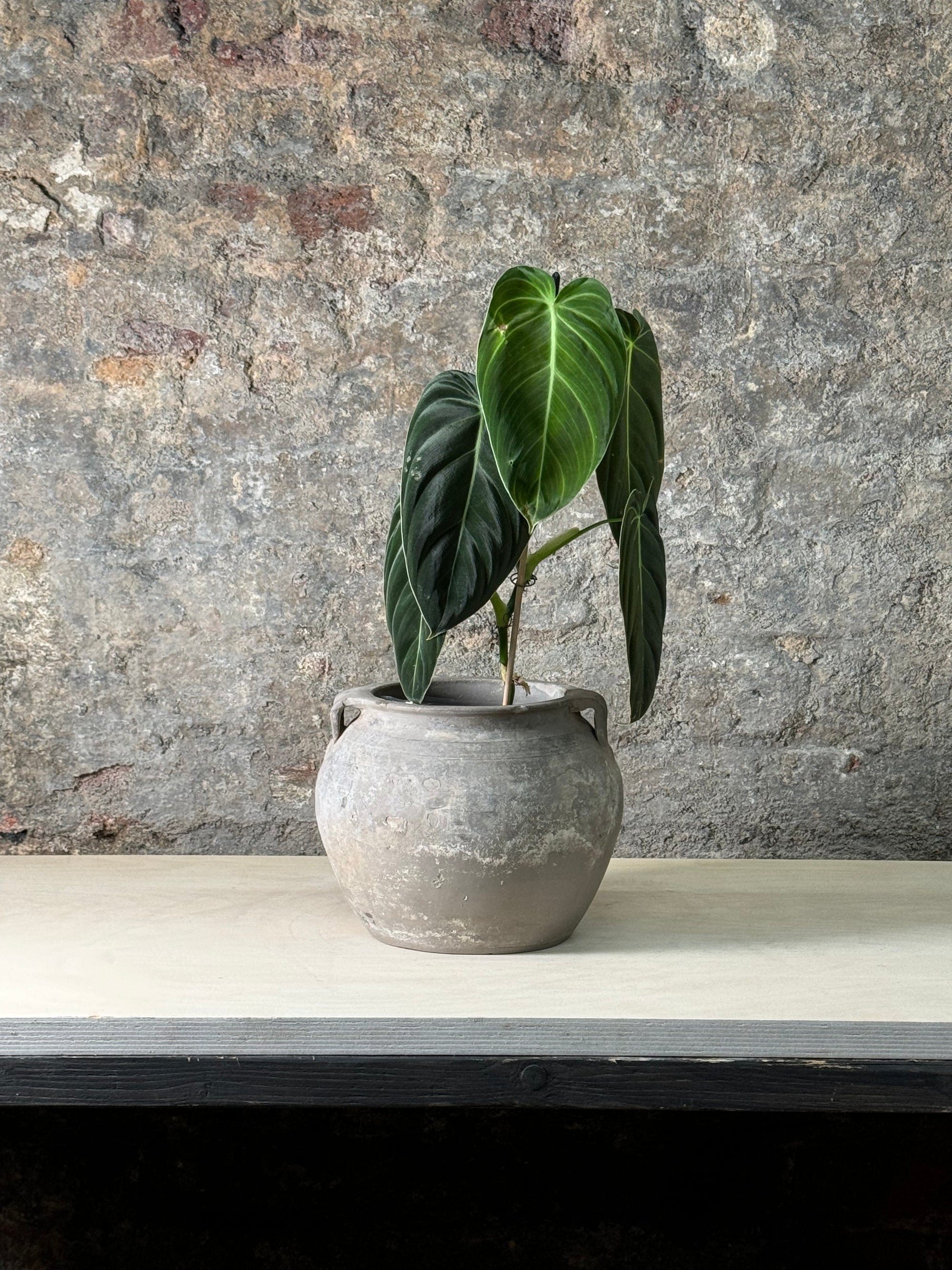 Vintage Pot with Ears planted with Philodendron Velvet  FR24