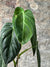 Vintage Pot with Ears planted with Philodendron Velvet  FR24