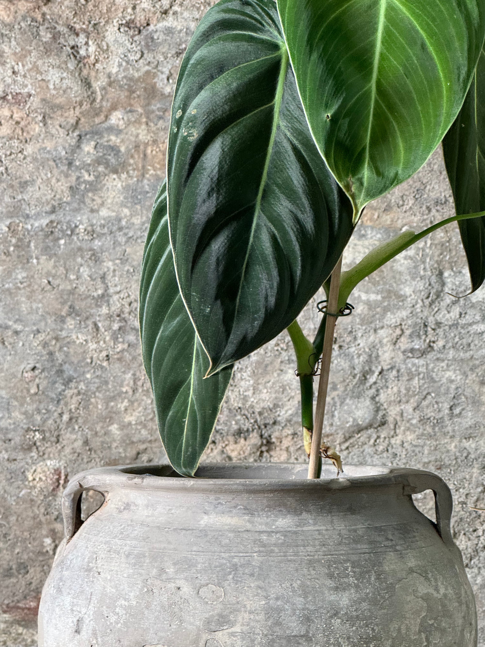 Vintage Pot with Ears planted with Philodendron Velvet  FR24