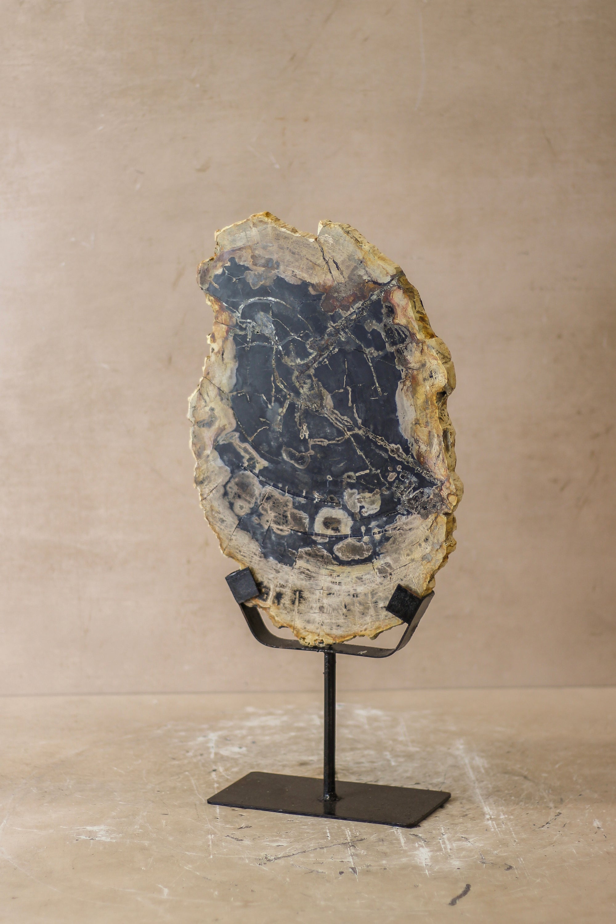 Petrified Wood Display - No 7