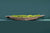 Mokoro Canoe with Preserved Moss Table Display FR56