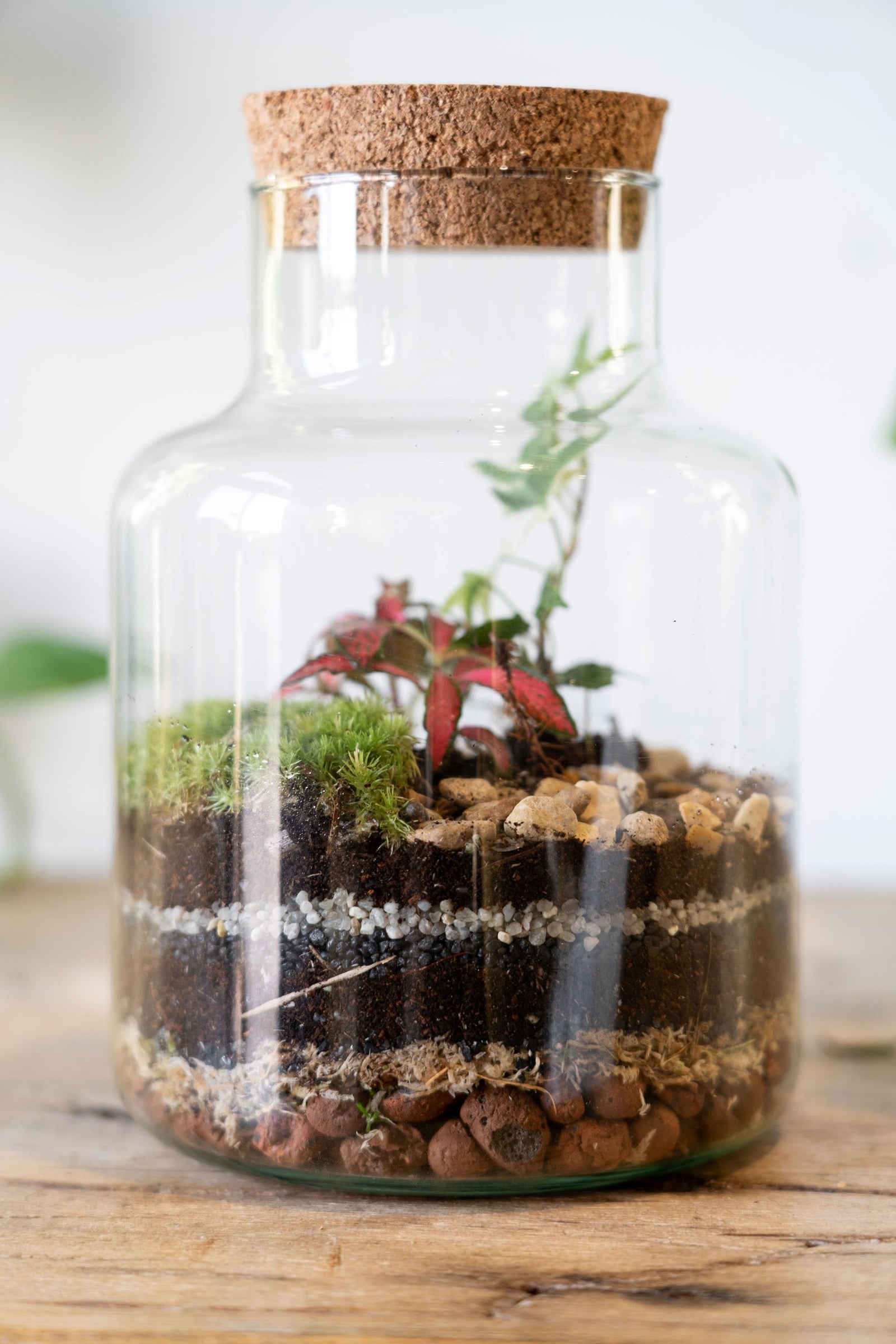 Cork jar terrarium kit - Botanical Boys