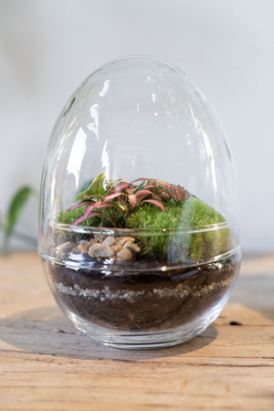 Glass Egg Terrarium 20cm - Botanical Boys