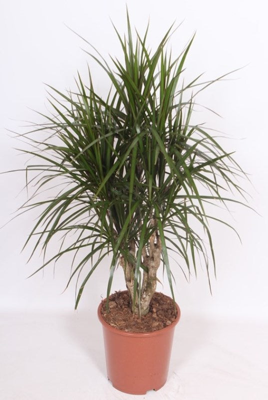 Dracaena Marginata 110cmH x 27cmD - Botanical Boys