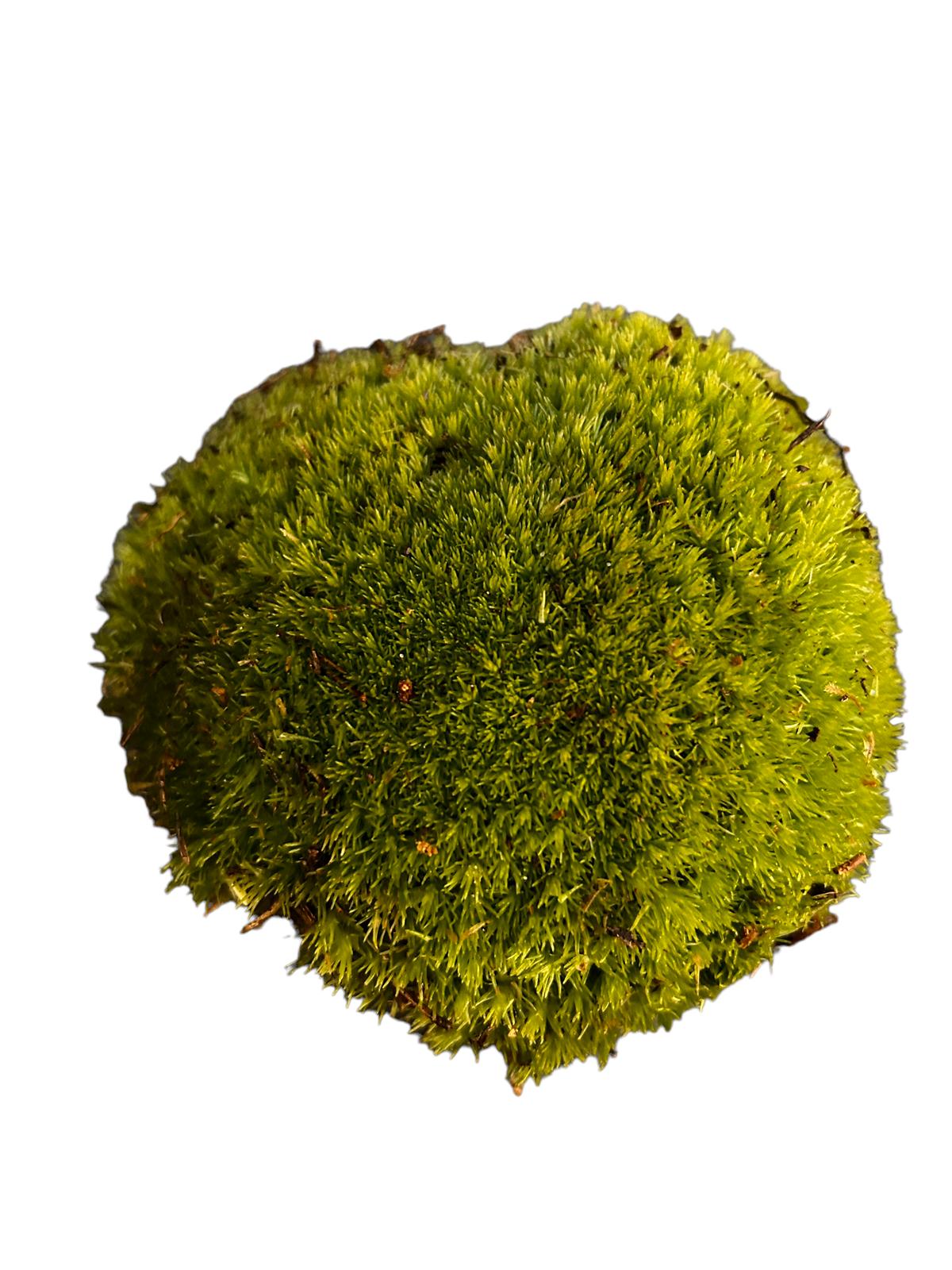 Bun Moss - Cushion Moss - Terrarium Moss - Botanical Boys