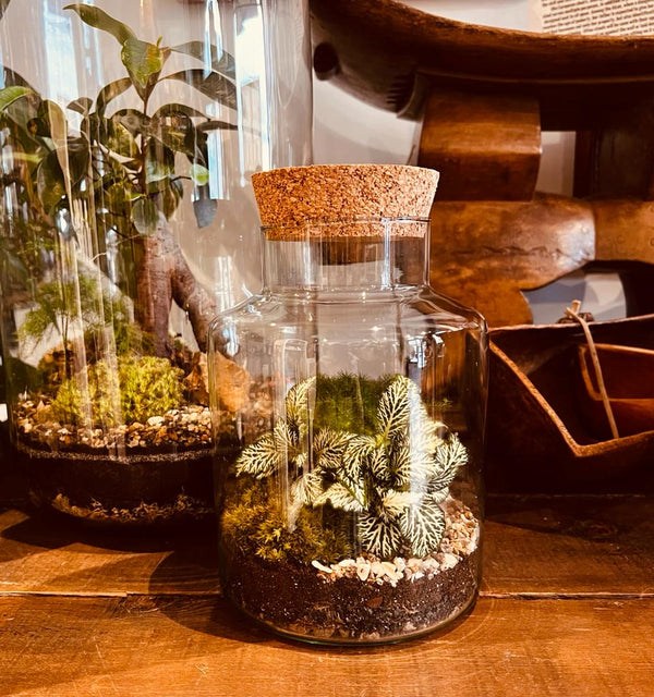 Slim Cork jar terrarium kit - Botanical Boys