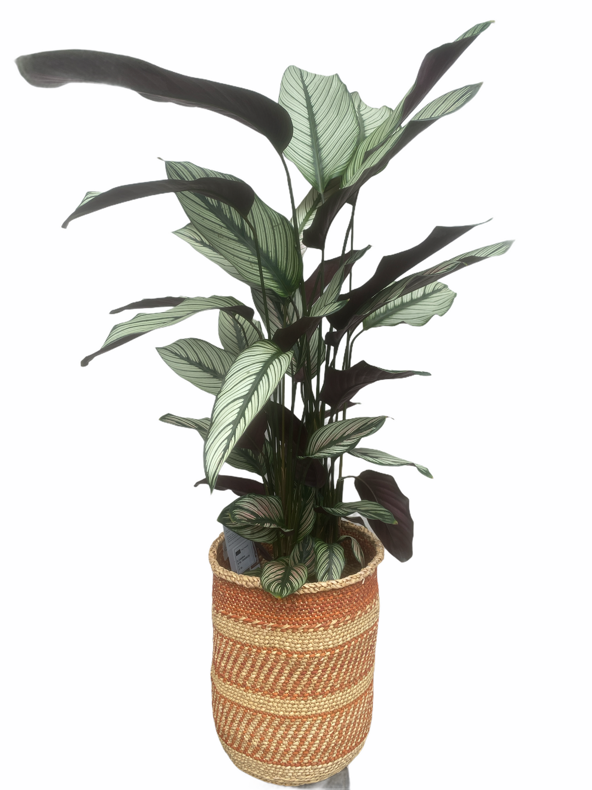 Calathea Makoyana